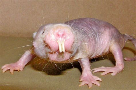 naked mole rat live cam|Webcams 